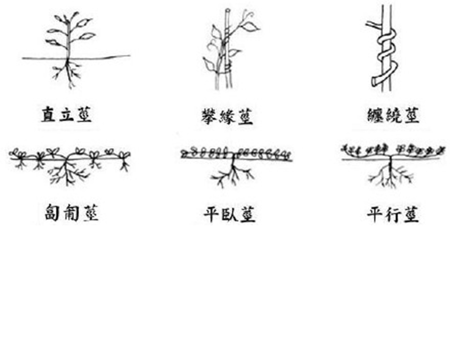 茎的生长类型和分枝类型.ppt_第3页