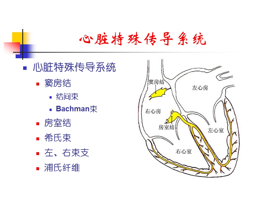 射频消融标测技术要点.ppt_第2页