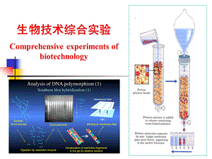 85008640一、核酸分子探针的标记.ppt