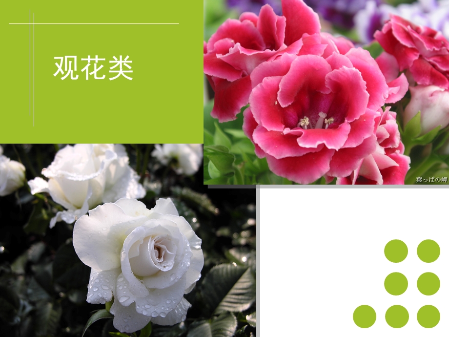 《插花艺术》第一章 插花花材的识别和选择(54P).ppt_第3页