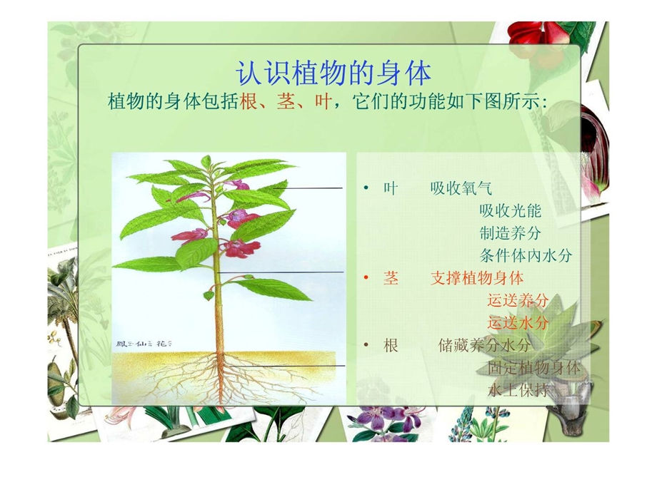 植物的根茎叶1687564080[精华].ppt_第2页