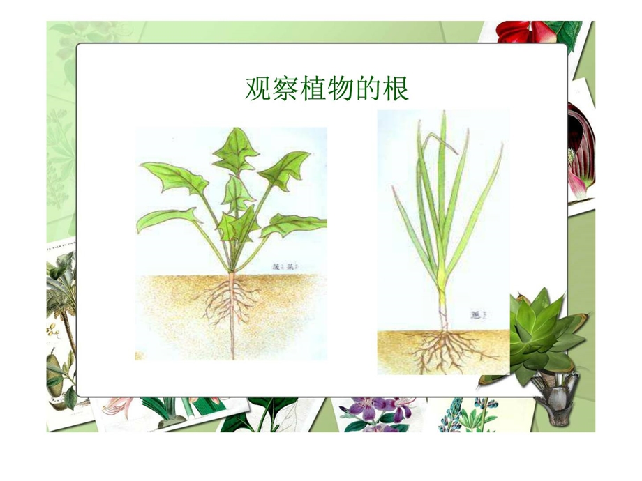 植物的根茎叶1687564080[精华].ppt_第3页