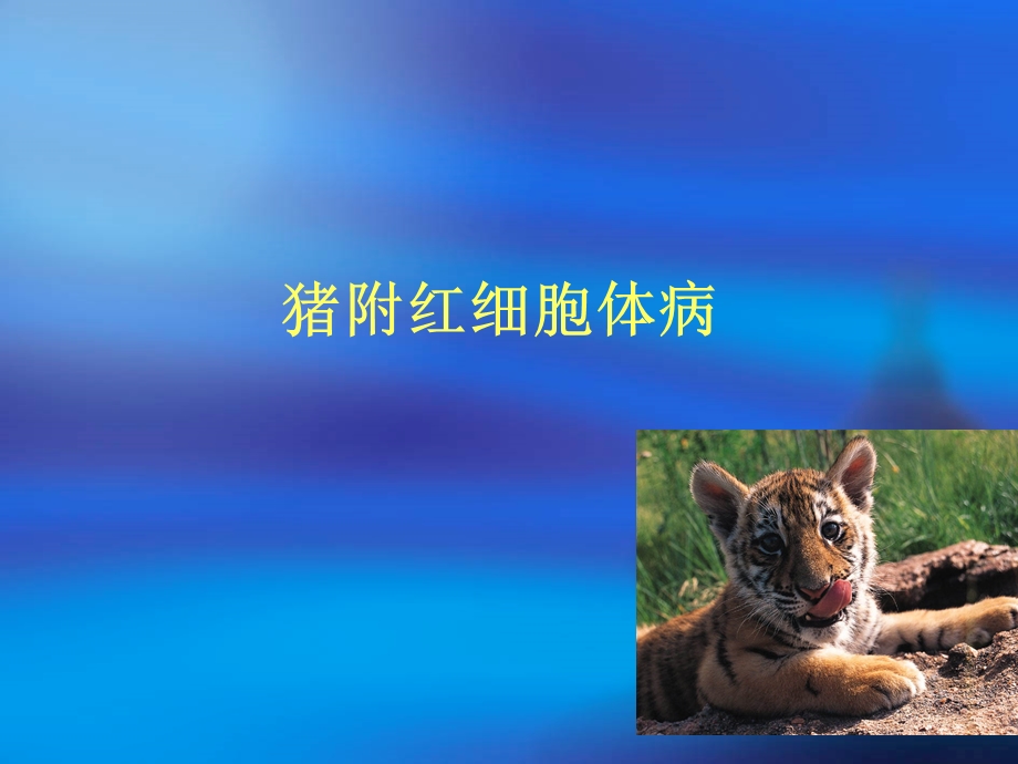 猪附红细胞体病及并发病防治.ppt_第3页