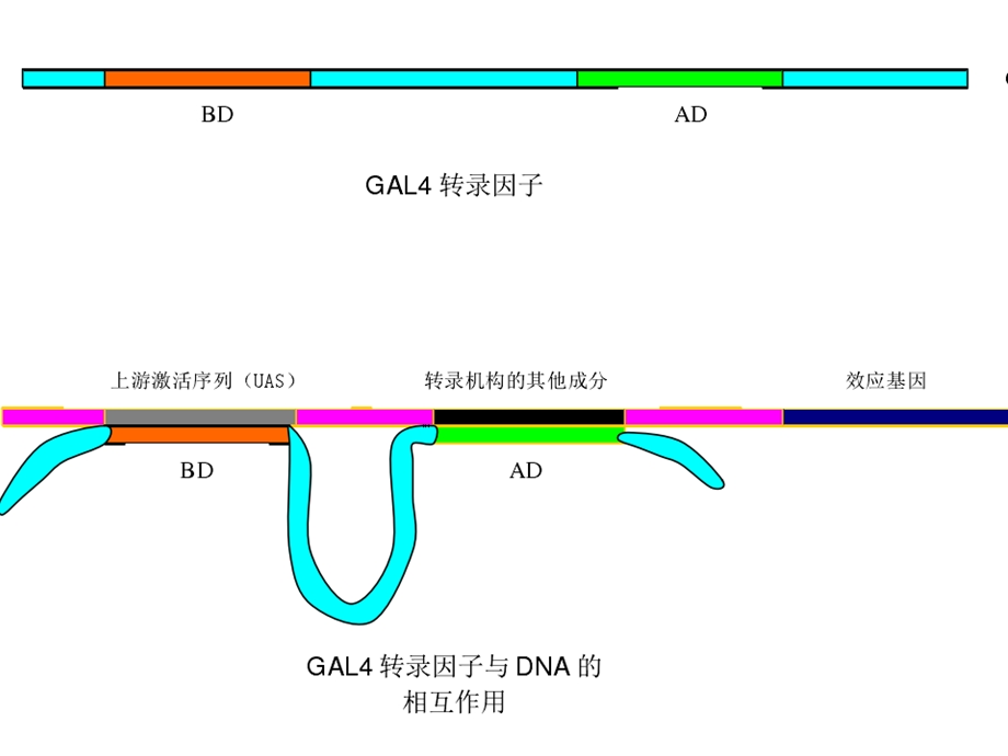 酵母双杂交.ppt_第3页