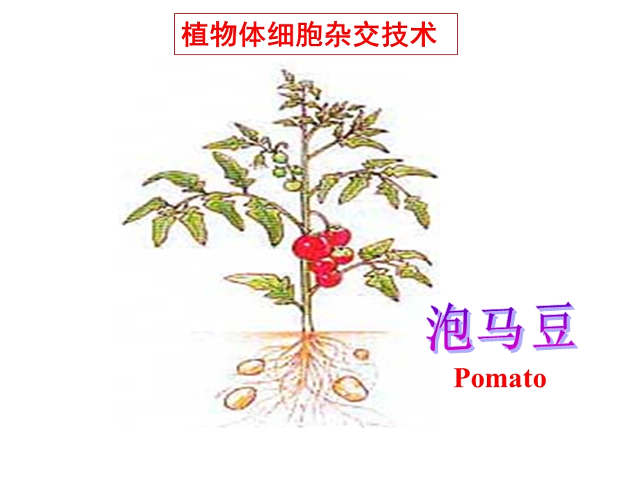 人教版高中生物《植物体细胞杂交技术》精品课件.ppt_第2页