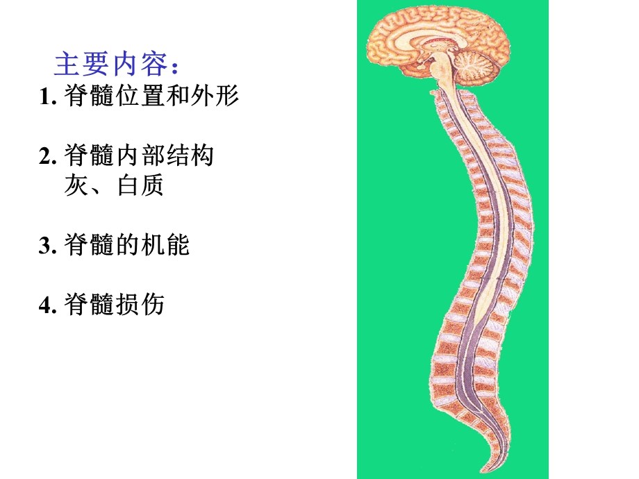 脊髓_脑干_小脑_间脑.ppt_第3页