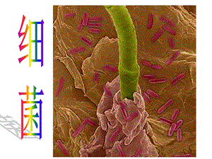 青岛版小学科学《细菌》PPT课件.ppt