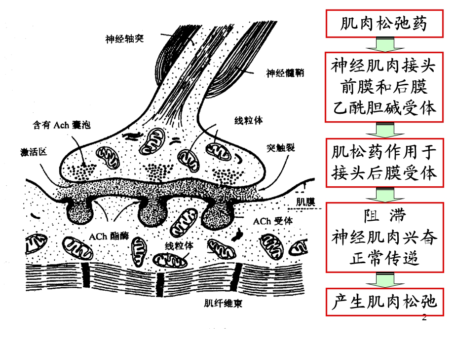 肌松药专家共识.ppt.ppt_第2页