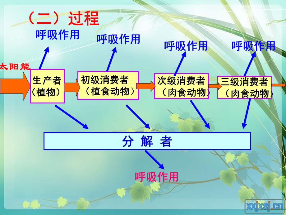 52[1].3生态系统的能量流动与物质循环.ppt_第3页