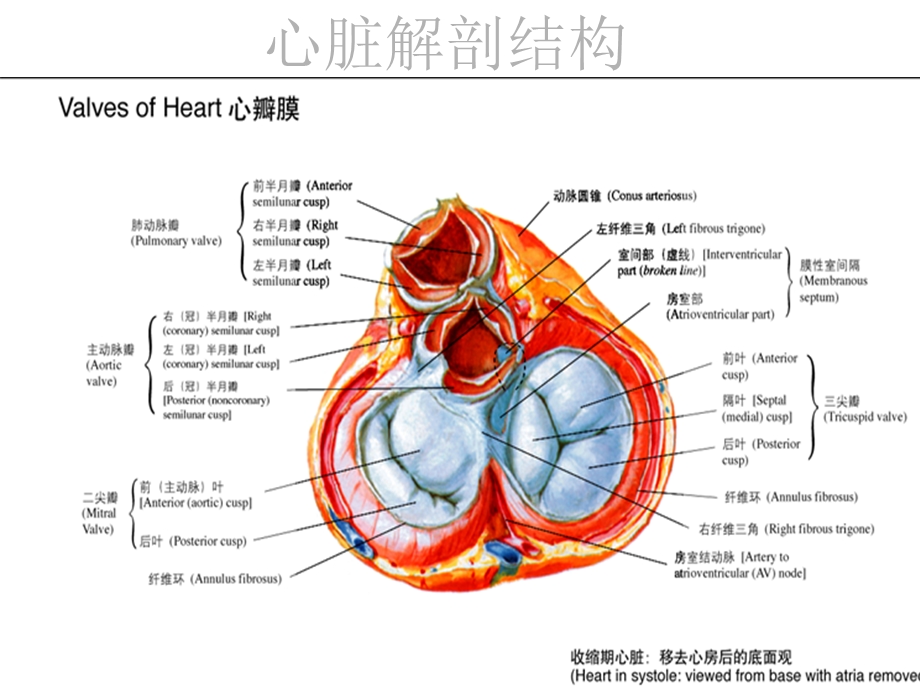 主动脉关闭不全.ppt.ppt_第2页