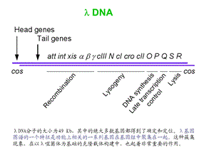 基因工程的载体(三)(1).ppt