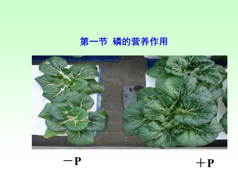 【农学课件】chapter 4 P nutrition of Higher Plants and P Fertilizer.ppt_第2页