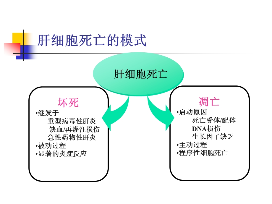 肝细胞死亡的基础与临床研究.ppt_第3页