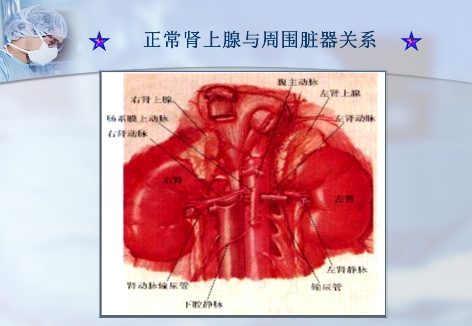 肾上腺疾病的超声诊断任苓赣南.ppt_第3页