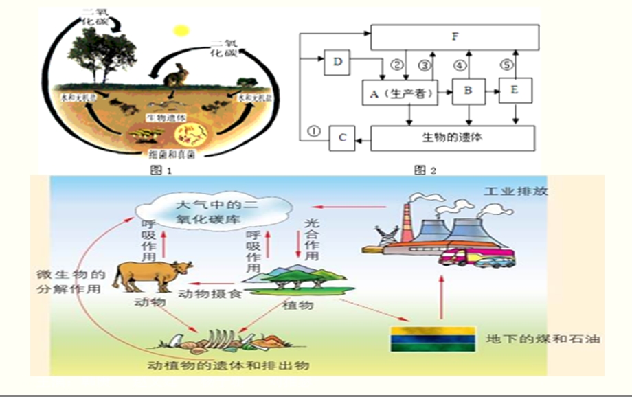 冀教版六级科学上册《动物与能量》PPT.ppt_第3页