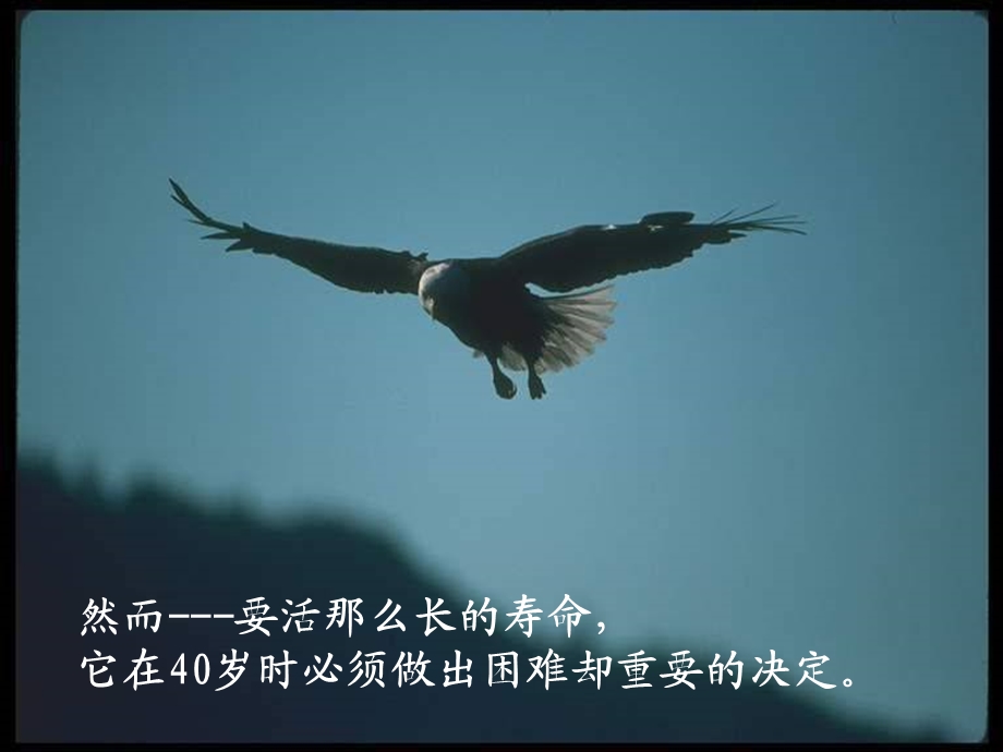 老鹰再生的故事.ppt_第3页