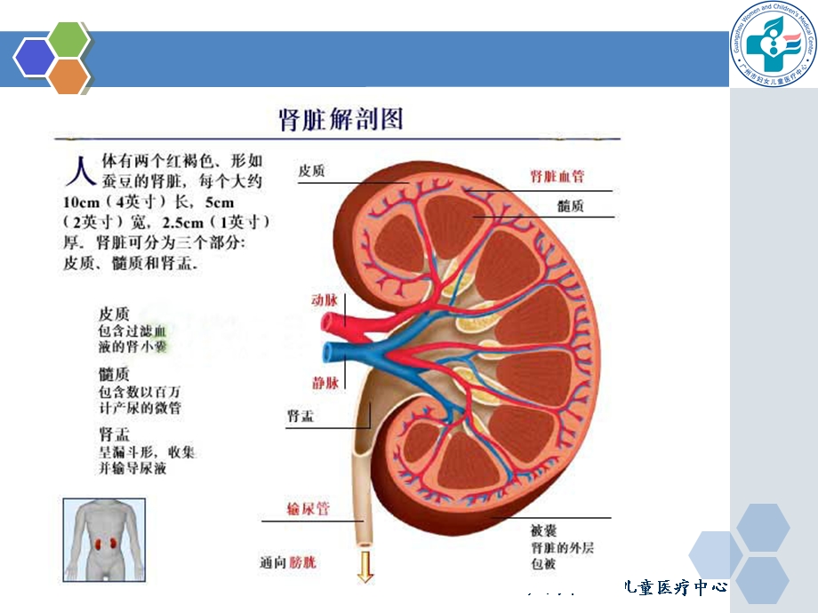 麻醉与肾脏.ppt_第2页