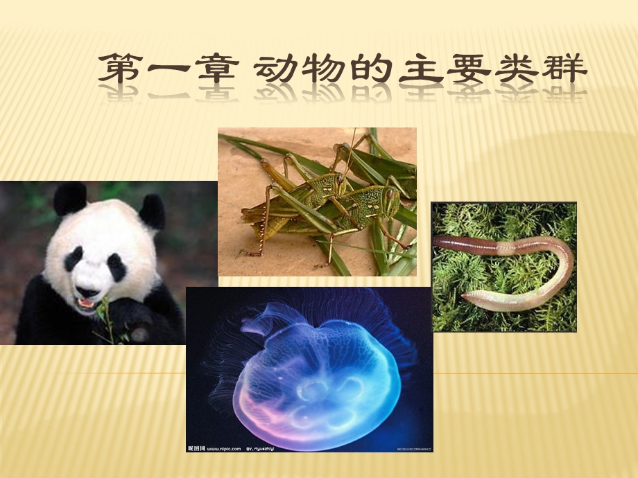 腔肠动物和扁形动物.ppt.ppt_第1页