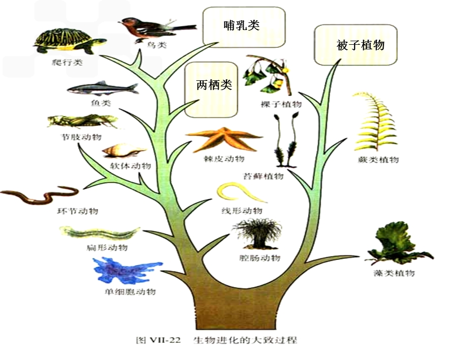 腔肠动物和扁形动物.ppt.ppt_第2页