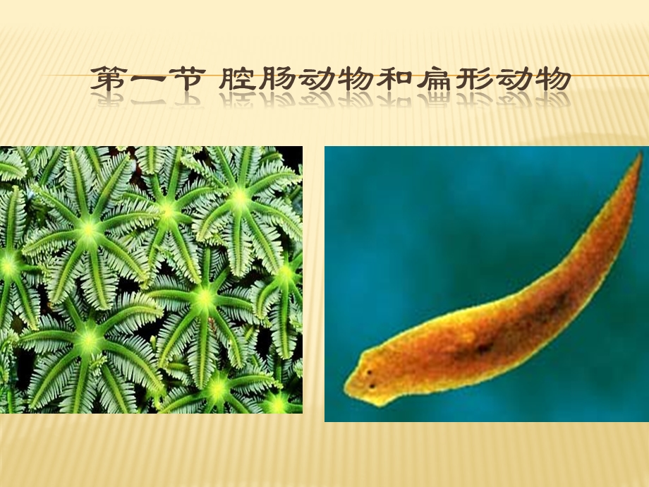 腔肠动物和扁形动物.ppt.ppt_第3页