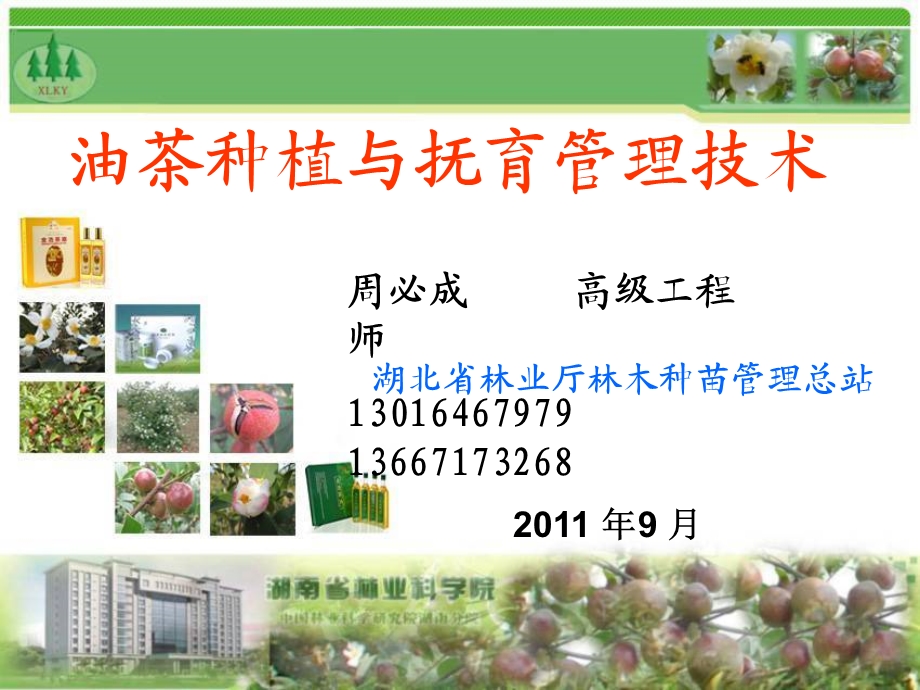 油茶种植与抚育管理技术.ppt.ppt_第1页