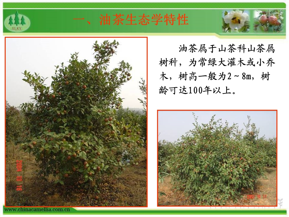 油茶种植与抚育管理技术.ppt.ppt_第3页