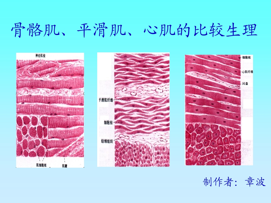 骨骼肌、心肌、平滑肌的比较PPT.ppt.ppt_第1页