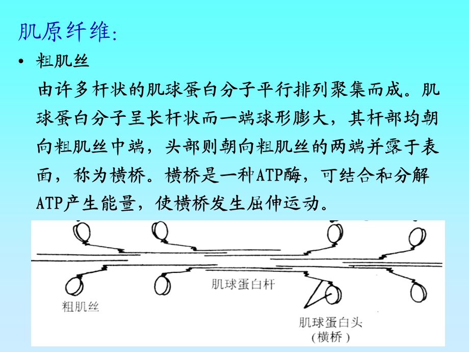 骨骼肌、心肌、平滑肌的比较PPT.ppt.ppt_第3页