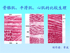 骨骼肌、心肌、平滑肌的比较PPT.ppt.ppt