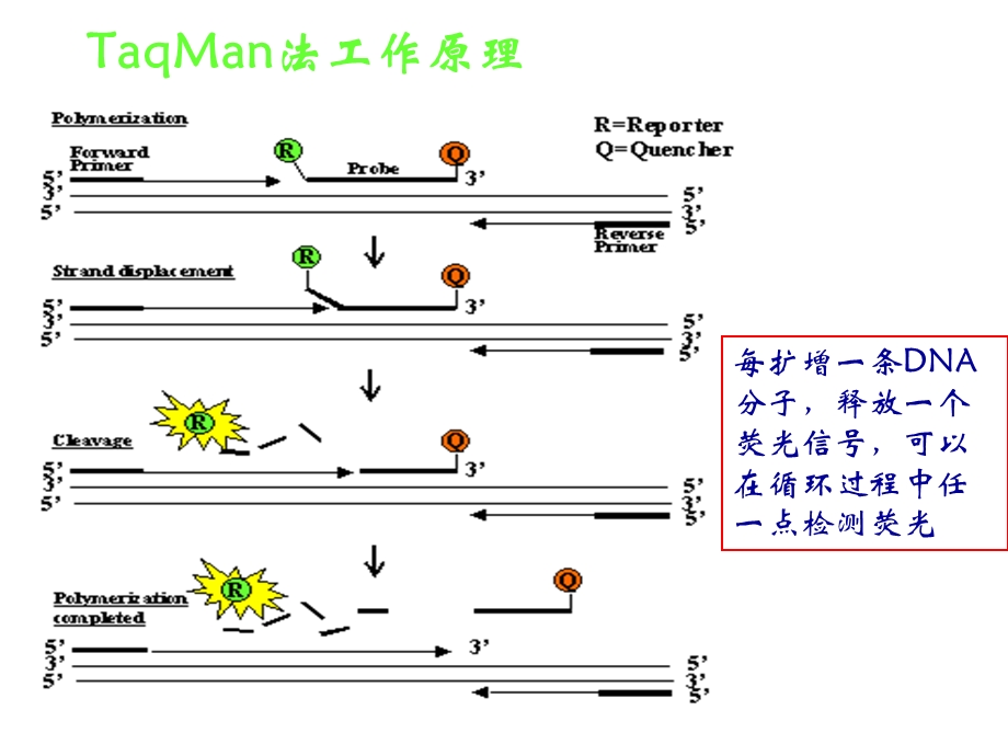 引物探针设计培训资料.ppt.ppt_第3页