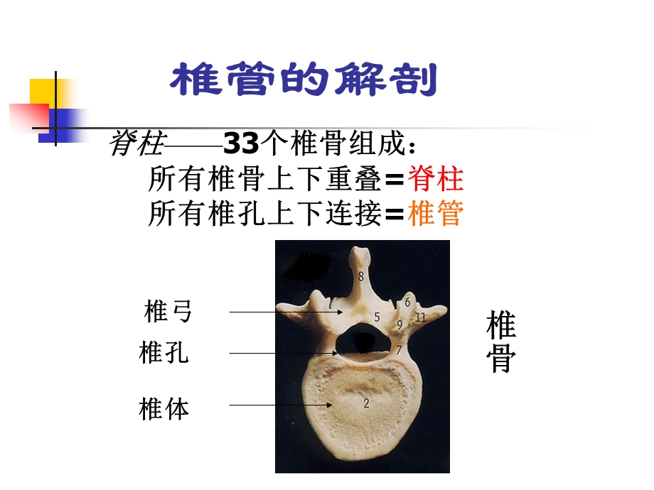 椎管内麻醉.ppt_第3页