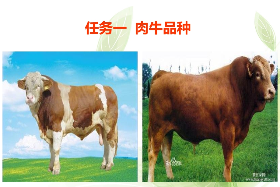 二 肉牛品种与改良.ppt_第3页