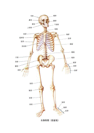 系统解剖学图谱运动系统1.doc