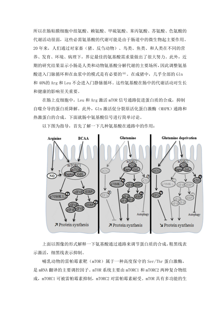 消化道氨基酸代谢机制.doc_第2页