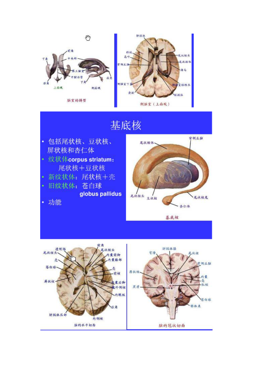 中枢神经系统解剖图1.doc_第1页