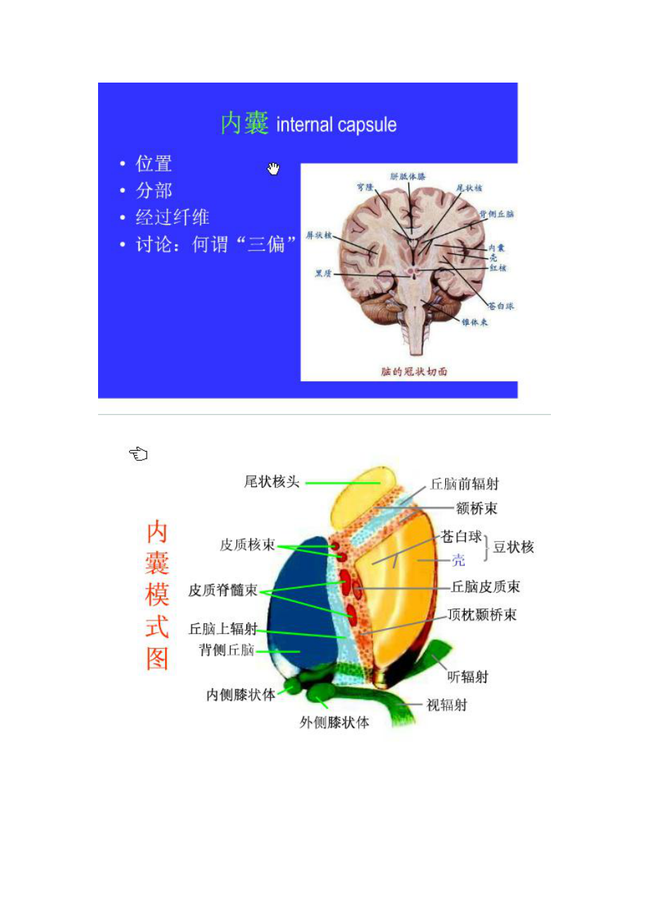 中枢神经系统解剖图1.doc_第2页