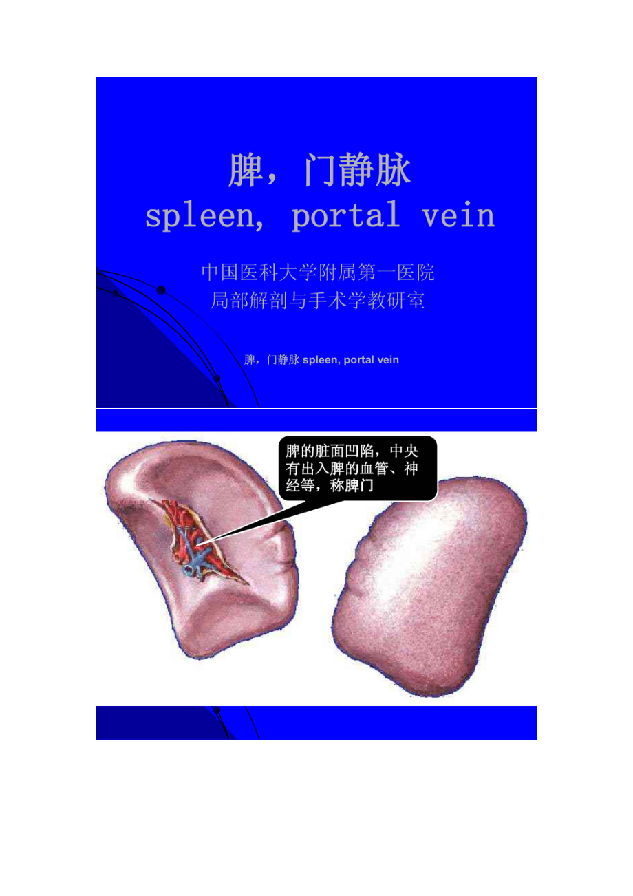 脾门静脉 spleen, portal vein.doc_第1页