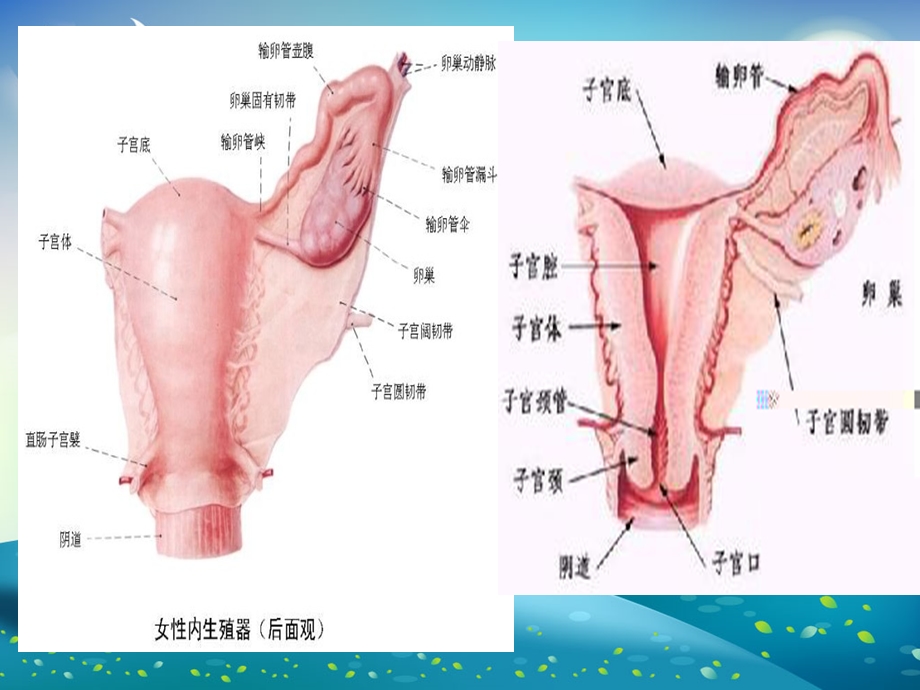 妇科常见疾病健康讲座ppt课件.ppt_第2页