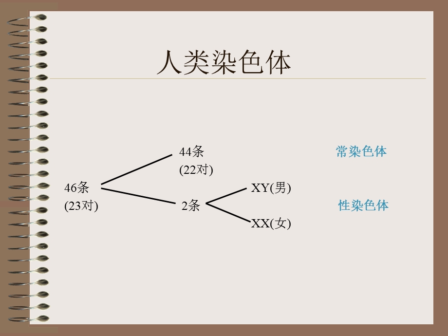 唐氏介绍11 课件.ppt_第3页