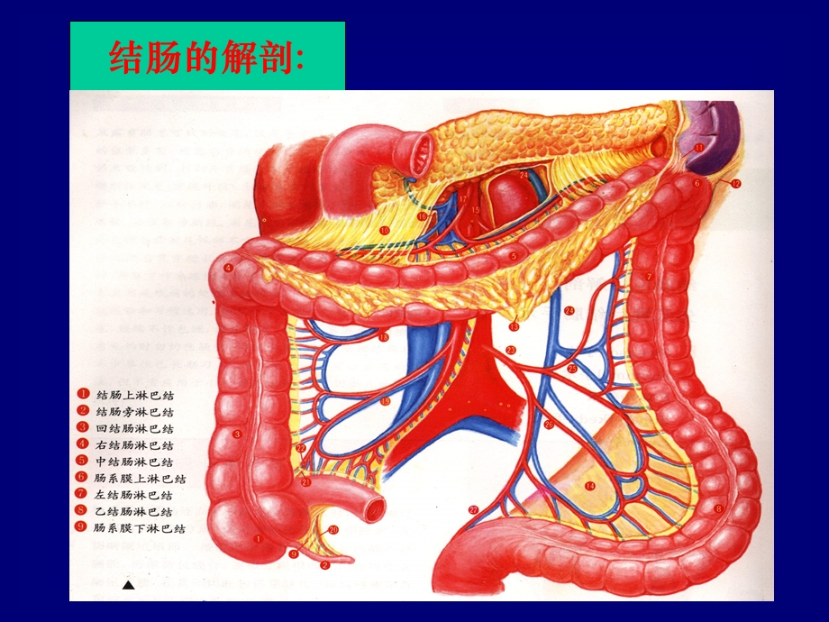 外科学ppt课件： 结直肠.ppt_第2页