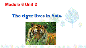 外研版英语七上M6u2 The tiger lives in Asia公开课课件.ppt