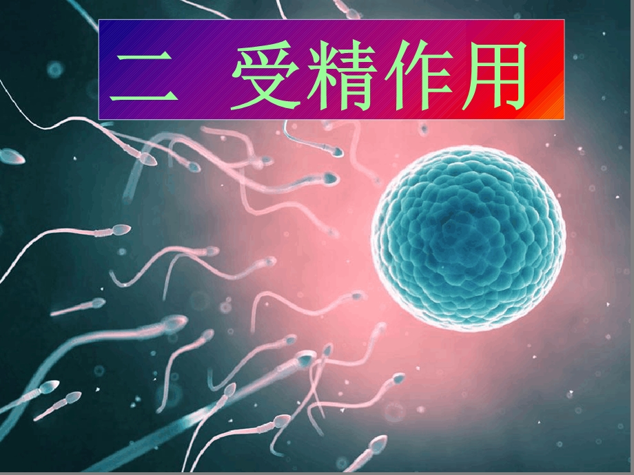 受精作用公开课课件.ppt_第1页