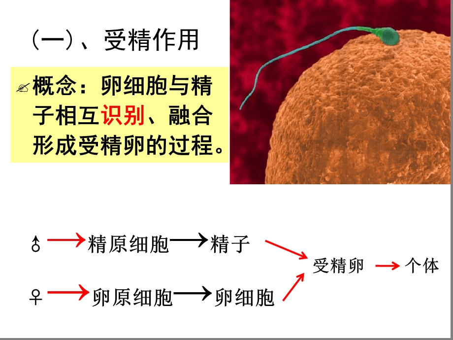 受精作用公开课课件.ppt_第3页