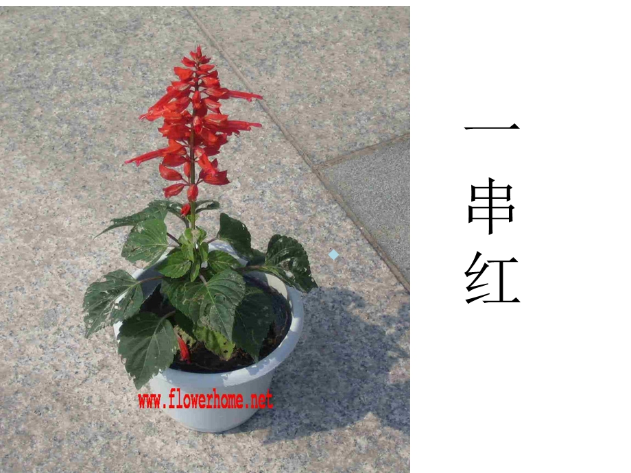 各种花和花名课件.ppt_第1页