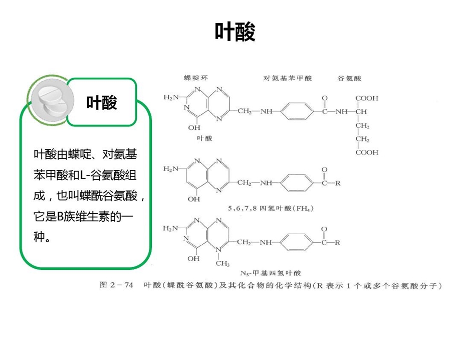 叶酸代谢能力测定课件.ppt_第3页