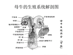 发情鉴定和控制专题培训ppt课件.ppt