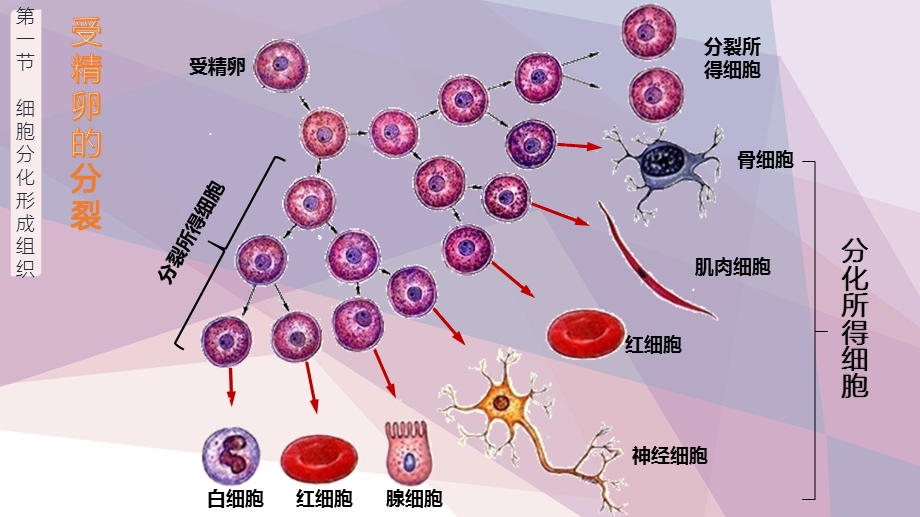 北师大版生物七年级上册41细胞分化形成组织ppt课件.ppt_第2页