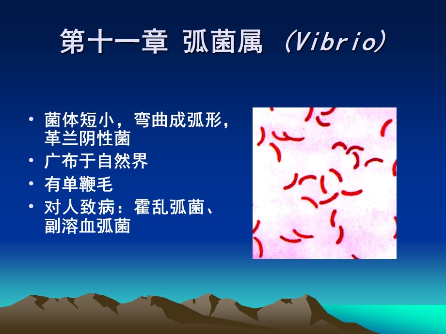 医学微生物学 第十一章 弧菌属 (Vibrio)课件.ppt_第1页