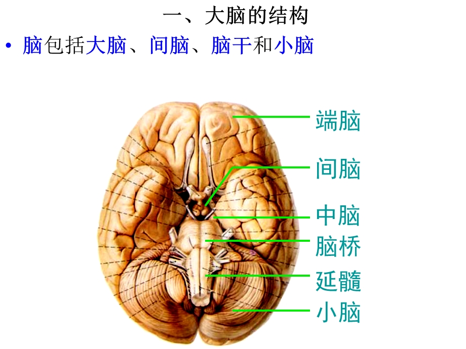 医学ppt课件头颅影像解剖.ppt_第1页