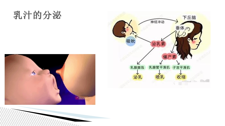 哺乳期常见乳房问题培训ppt课件.ppt_第2页